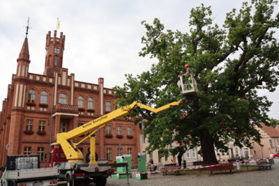 Baumschnitt an der Eiche auf dem Marktplatz