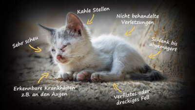Katzenschutzreport des Deutschen Tierschutzbundes e.V. (Bild vergrößern)