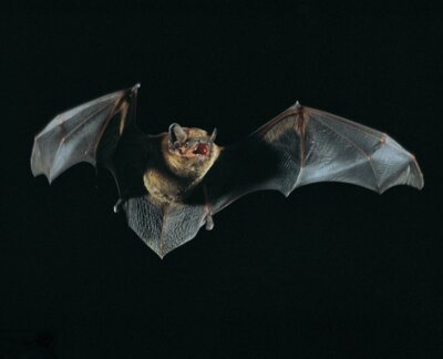 Foto zur Meldung: Bat-Watching am 26. August in Plön