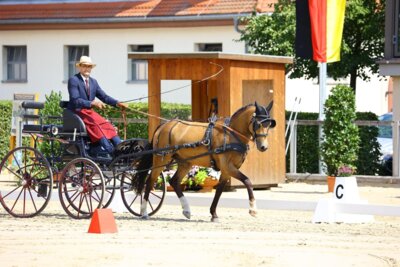 Foto zur Meldung: MORPHEUS  gewinnt an den Leinen von Bernhard Baldauf (AUT) Bronze beim Deutschen Fahrponychampionat der Vier- und Fünfjährigen in Moritzburg!
