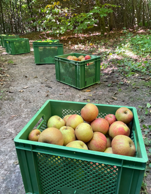 Apfelernte 2023 im Schulwald