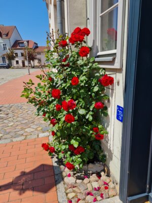 30 Jahre Heimatverein Mittenwalde e.V. (Bild vergrößern)