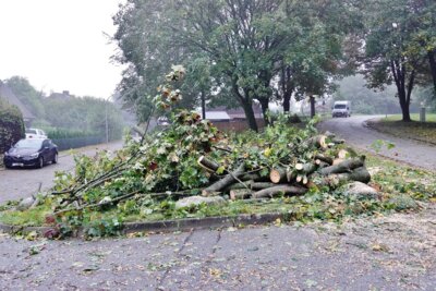 Foto zur Meldung: Sturm in Schmalensee: Feuerwehr musste Baum fällen