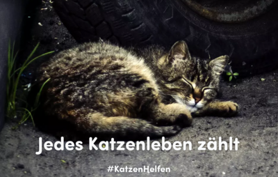 Kastrationsaktion für Straßenkatzen in Niedersachsen; Beendet (Bild vergrößern)