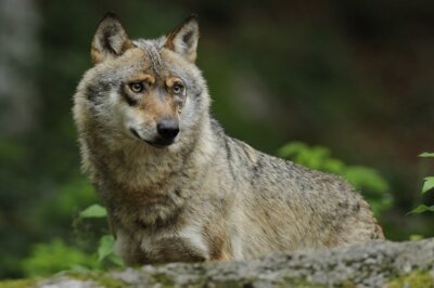 Foto zur Meldung: Naturpark-Vortrag zum Wolf am 2. Dezember in Plön