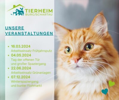 Tierheime in Potsdam: Hund, Katze, Schwein - Diese Haustiere suchen ein  neues Zuhause
