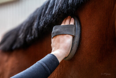 Foto zur Meldung: Informationstag Zum Beruf Pferdewirt