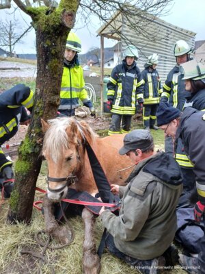 Foto zur Meldung: Rettungsaktion in Roßbach: Pferd rutscht von Koppel ab