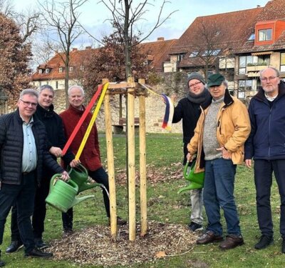Sorben_-Linde auf dem Alten Friedhof in Northeim (Bild vergrößern)