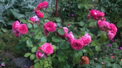 Öffentlicher Workshop vorgezogen: Rosen auf den Laga-Beeten sind zu schneiden