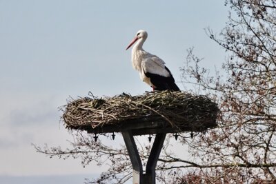 Er ist wieder da - seit dem 14. März wird der Storch in Schmalensee beobachtet