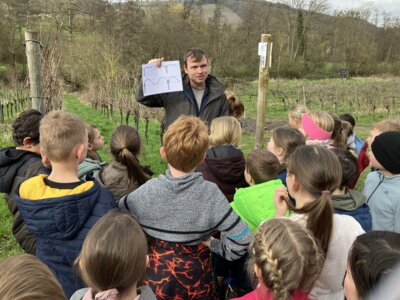 Meldung: Weinbergprojekt