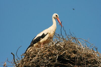 Ein Storch sitzt auf seinem Nest.