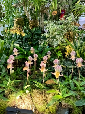 Foto zur Meldung: Großräschener Orchideen erfolgreichster Aussteller in Dresden