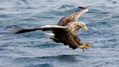 Foto zur Meldung: Naturpark am 11. Mai: Besuch bei den Seeadlern
