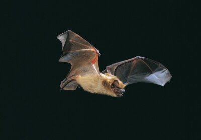 Fledermaus-Safaris im Naturpark, Foto Dietmar Nill