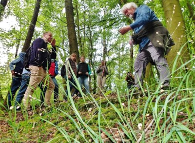 Die Waldwanderung endete beim Waldmeister
