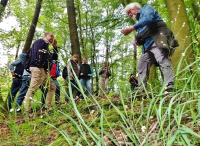 Foto zur Meldung: Waldwanderung 2024: Altbekanntes neu erlernt und eine sehr schmackhafte Erinnerung