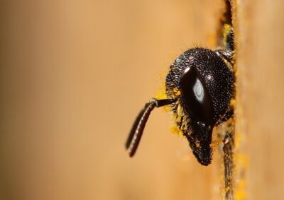 Foto zur Meldung: Mit dem Naturpark-Ranger in die Welt der Wildbienen und Wespen