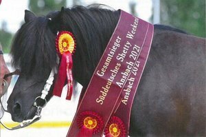 Foto zur Meldung: Süddeutsches Shetty Weekend 2024
