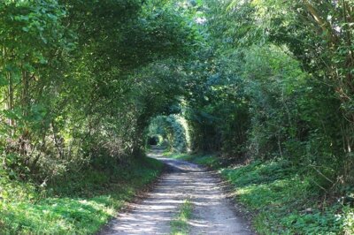 Foto zur Meldung: Am Wahlsonntag Knickwanderung im Naturpark