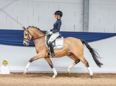 Foto zur Meldung: Ponyforum GmbH: 35.000,00€ Spitzenpreis bei der Reitponyauktion