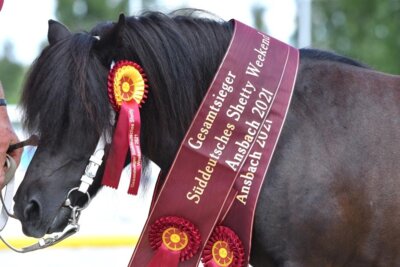 Foto zur Meldung: Süddeutsches Shetty Weekend 2024 in Mühlberg