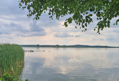 Foto zur Meldung: Zander sterben im Rangsdorfer See