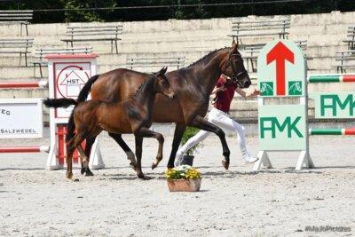 Foto zur Meldung: Qualifikation Deutsches Fohlenchampionat Lienen in Salzwedel