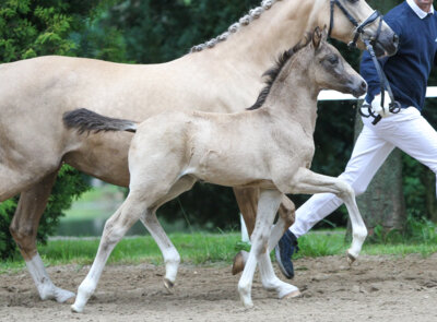 Foto zur Meldung: Ponyforum GmbH: 2. Fohlenauktion mit hervorragender Verkaufsquote
