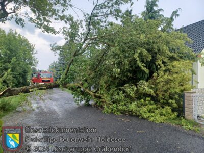 Einsatz 41/2024 | Baum auf Straße | Gräbendorf Triftweg (Bild vergrößern)