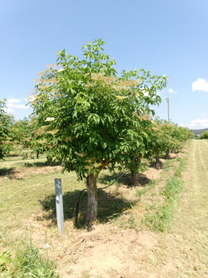 Zweitklässler zu Besuch auf Obstplantagen