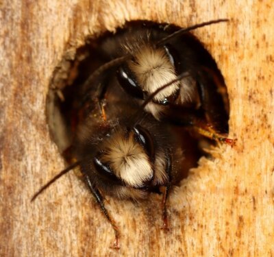 Foto zur Meldung: Naturpark am 21. Juli: Wildbienen und Wespen in Eutin