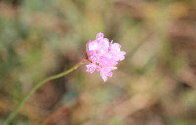 Meldung: Gartensingestunde bei Christel