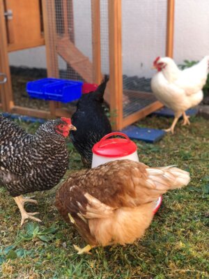 Foto zur Meldung: „Ich wollt ich wär’ ein Huhn…“