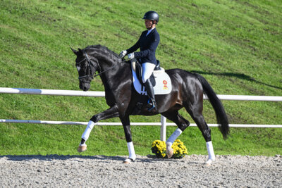 Foto zur Meldung: DSP Reitpferdeauktion & DSP Sattelkörung 25.- 27.10.2024 in Marbach