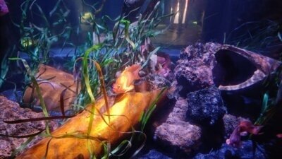 FGZ: Ausflug ins Sealife Oberhausen (Bild vergrößern)