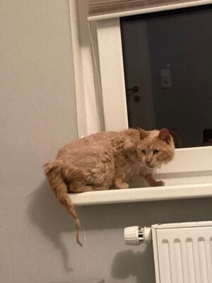 Die Katzenhilfe Bleckede in Not; Die Not wurde abgewendet!! (Bild vergrößern)