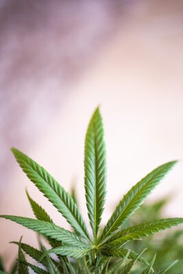Cannabis (Bild vergr&ouml;&szlig;ern)