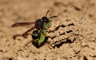 Schornsteinwespe mit Beute, Foto Carsten Pusch NABU