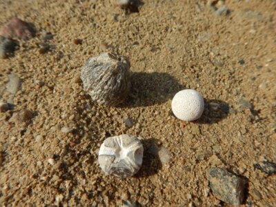 Foto zur Meldung: Naturpark am 8. September: Fossiliensuche bei Tensfeld