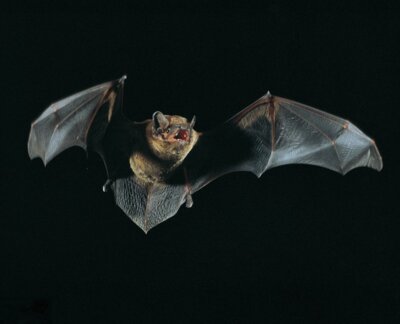 Foto zur Meldung: Naturpark am 6. September: Fledermaus-Safari in Plön