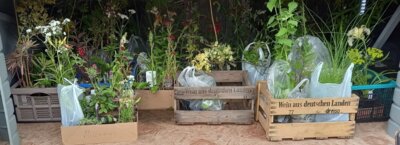 Diesmal mit allem, was sonst noch zum Garten gehört: Rosenfreunde laden zum Pflanzentausch ein