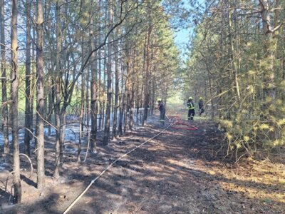 Restablöschung Waldbrand Alt-Mühlrose