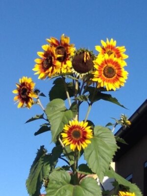 Terminübersicht September - Dezember (Bild vergrößern)