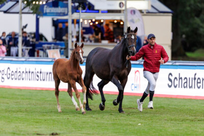 Foto zur Meldung: CHI Donaueschingen: Emilia galoppiert zur Preisspitze