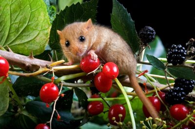 Foto zur Meldung: Die Maus die keine ist: Naturpark-Tier 2025 gewählt