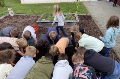 Foto zur Meldung: Kartoffelprojekt der 3. Klassen