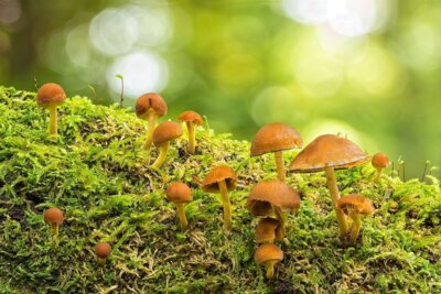 Foto zur Meldung: Naturpark am 12. Oktober: Pilze