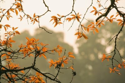 Schöne Herbstferien!
